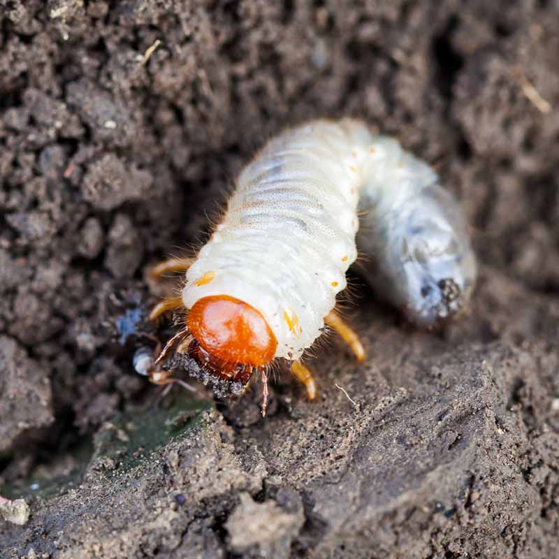 larva billbug